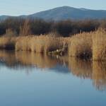 Visite des Marais et Landes du Rothmoos